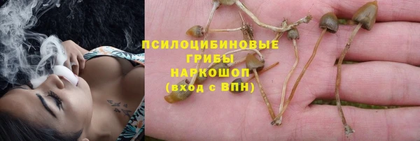 прущие грибы Новозыбков